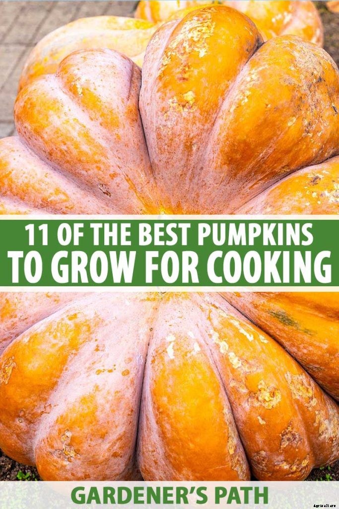 11 of the Best Pumpkin Varieties for Cooking