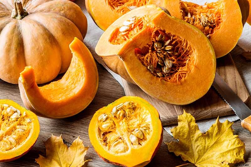 11 of the Best Pumpkin Varieties for Cooking