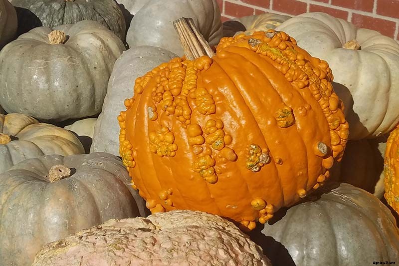 11 of the Best Pumpkin Varieties for Cooking