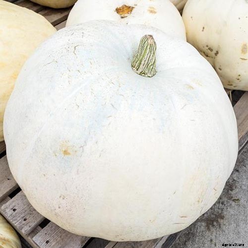 11 of the Best Pumpkin Varieties for Cooking