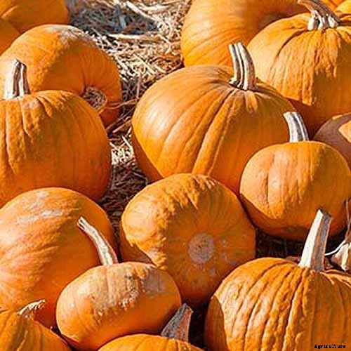 11 of the Best Pumpkin Varieties for Cooking