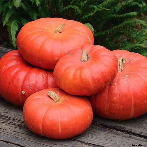 11 of the Best Pumpkin Varieties for Cooking
