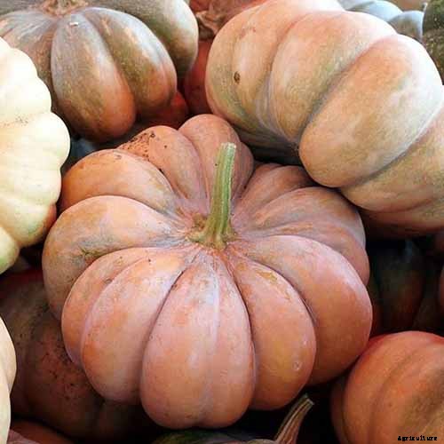 11 of the Best Pumpkin Varieties for Cooking