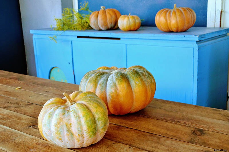 11 of the Best Pumpkin Varieties for Cooking