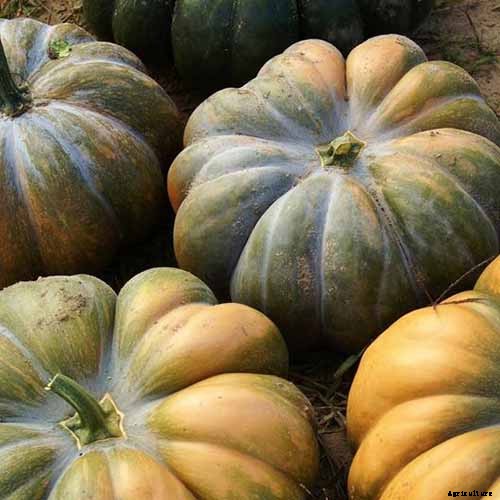 11 of the Best Pumpkin Varieties for Cooking
