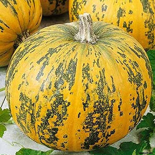 11 of the Best Pumpkin Varieties for Cooking