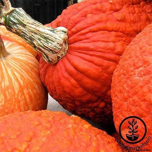 11 of the Best Pumpkin Varieties for Cooking