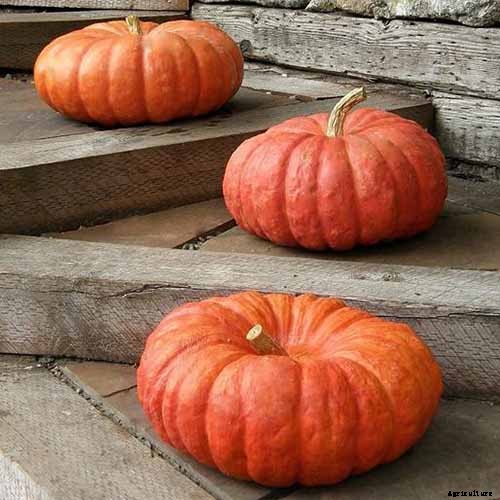 11 of the Best Pumpkin Varieties for Cooking