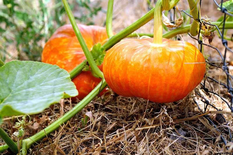 11 of the Best Pumpkin Varieties for Cooking