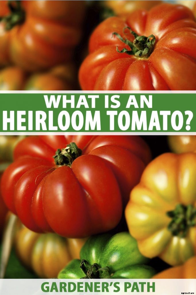 What Is an Heirloom Tomato?