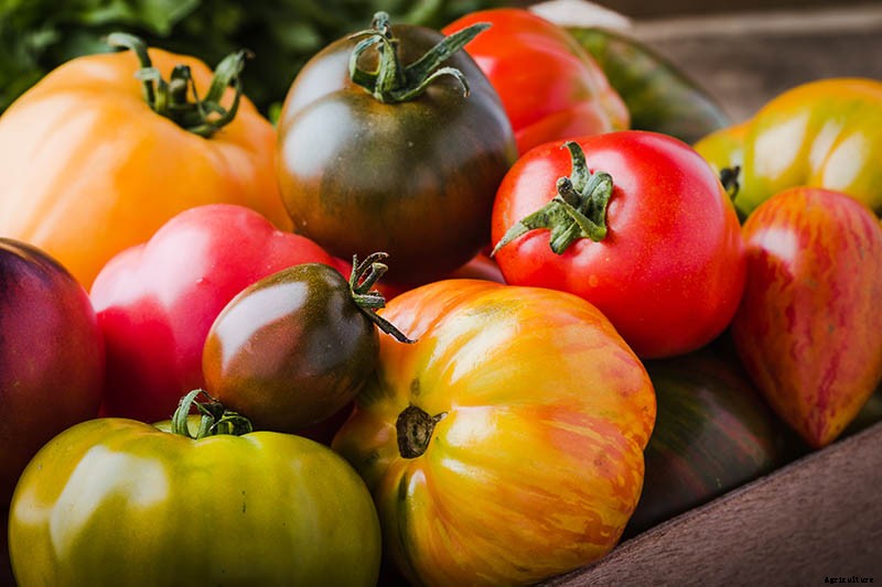 What Is an Heirloom Tomato?