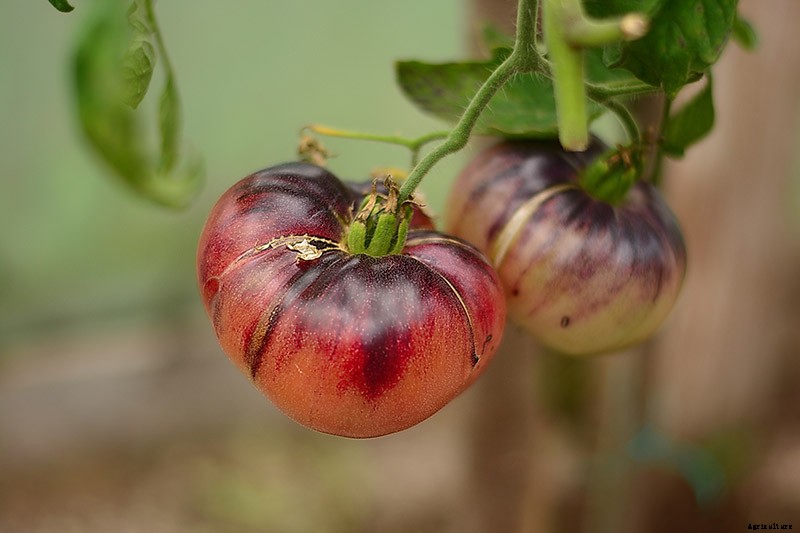 What Is an Heirloom Tomato?