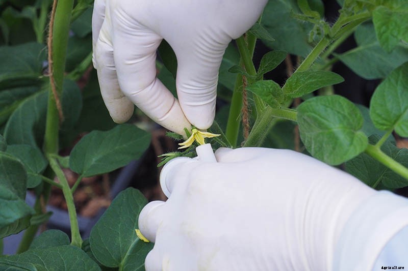 What Is an Heirloom Tomato?