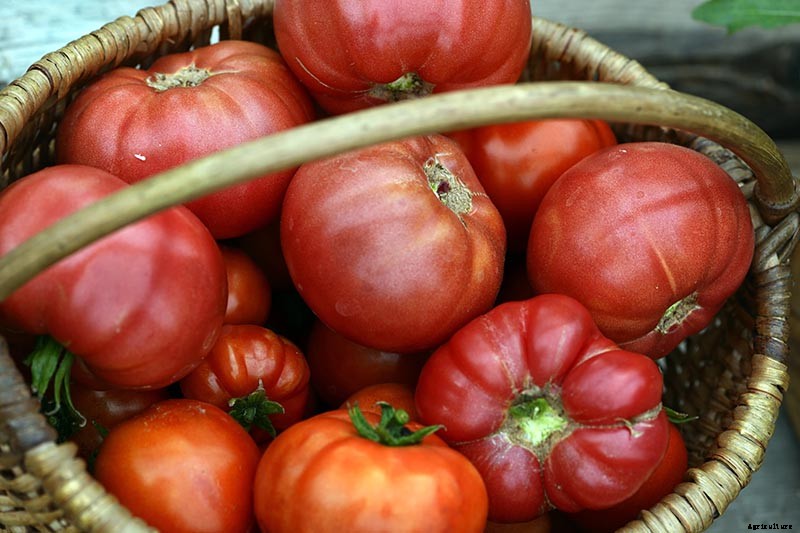 What Is an Heirloom Tomato?