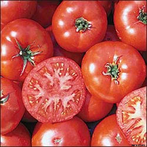 What Is an Heirloom Tomato?
