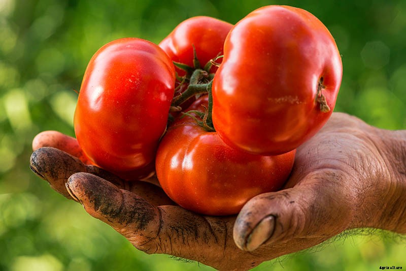 What Is an Heirloom Tomato?