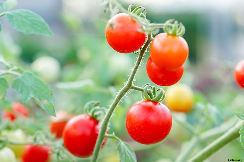 What Is an Heirloom Tomato?
