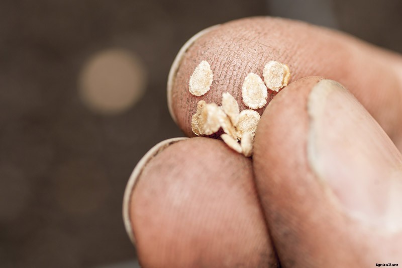 What Is an Heirloom Tomato?