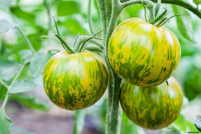 What Is an Heirloom Tomato?