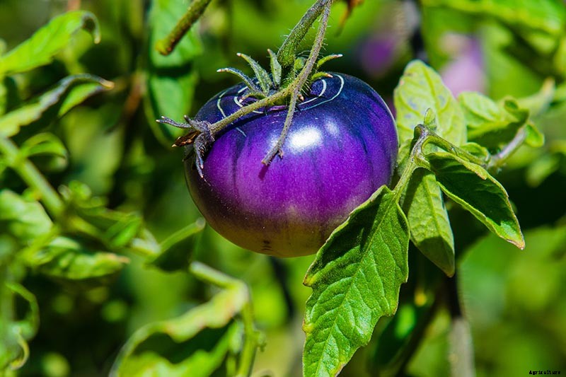 What Is an Heirloom Tomato?