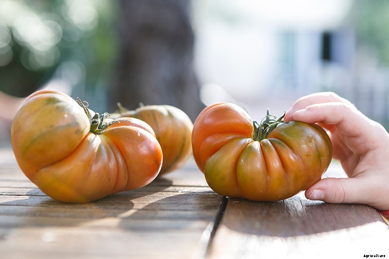 What Is an Heirloom Tomato?