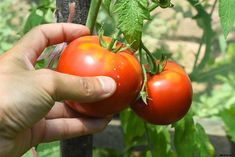 What Is an Heirloom Tomato?