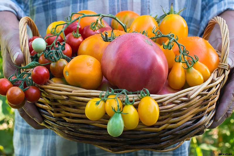 What Is an Heirloom Tomato?