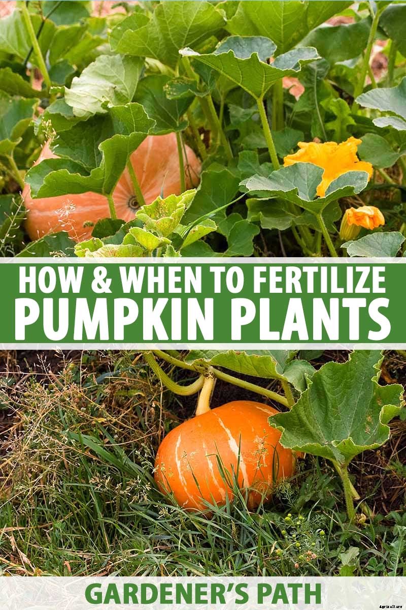How and When to Fertilize Your Pumpkin Plants