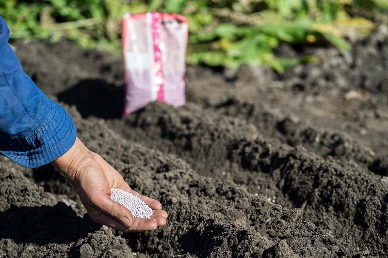 How and When to Fertilize Your Pumpkin Plants
