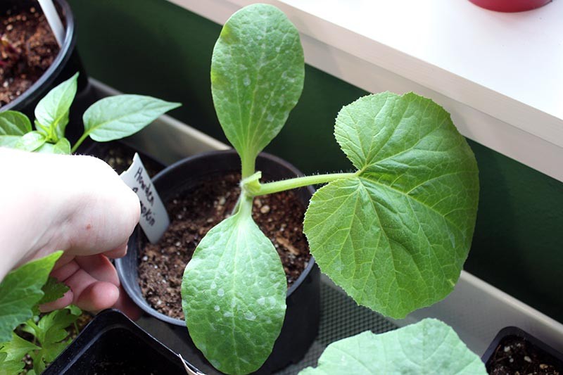 How and When to Fertilize Your Pumpkin Plants