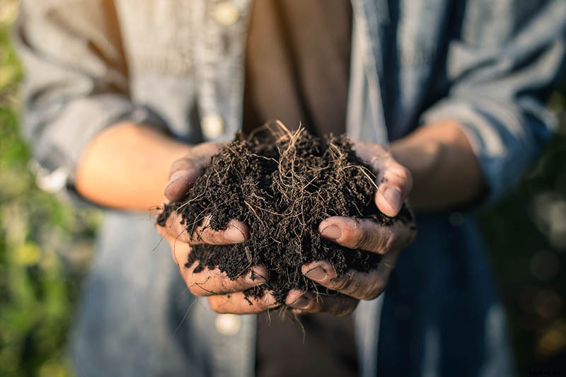 How and When to Fertilize Your Pumpkin Plants