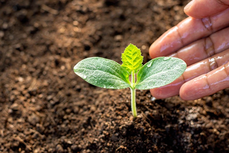 How and When to Fertilize Your Pumpkin Plants