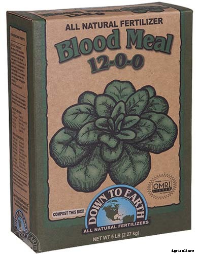 How and When to Fertilize Your Pumpkin Plants