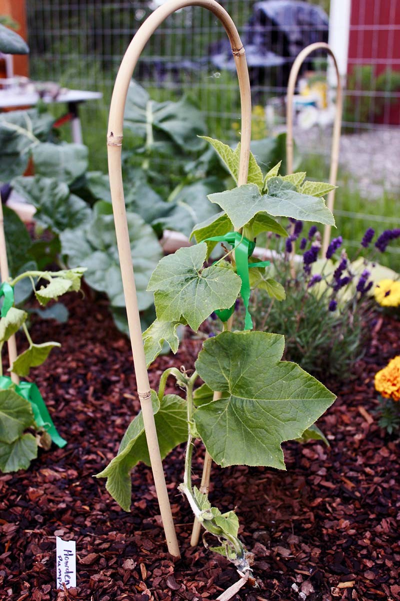 How and When to Fertilize Your Pumpkin Plants