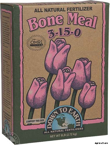 How and When to Fertilize Your Pumpkin Plants