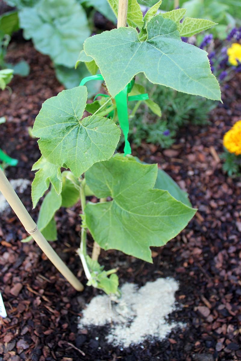 How and When to Fertilize Your Pumpkin Plants