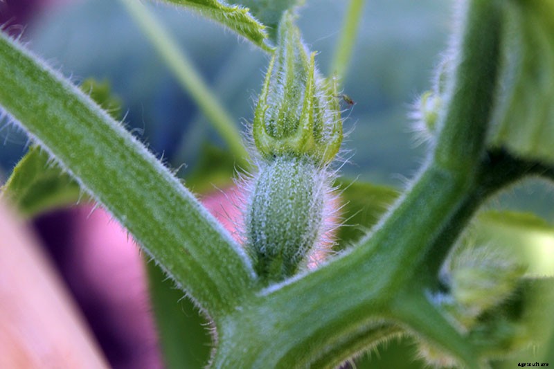 How and When to Fertilize Your Pumpkin Plants