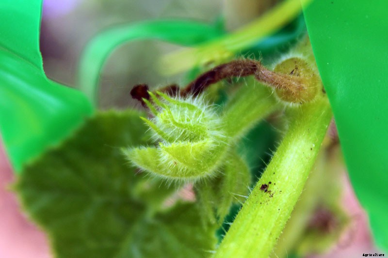 How and When to Fertilize Your Pumpkin Plants