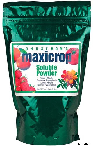 How and When to Fertilize Your Pumpkin Plants