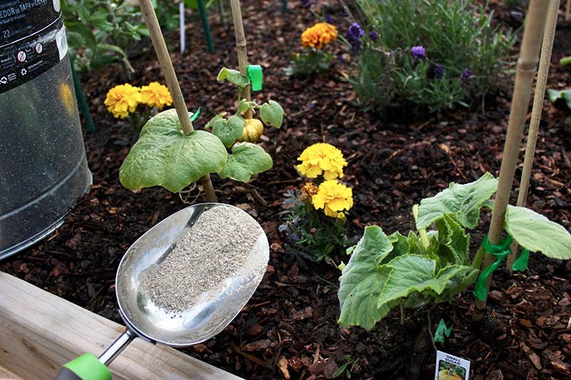 How and When to Fertilize Your Pumpkin Plants