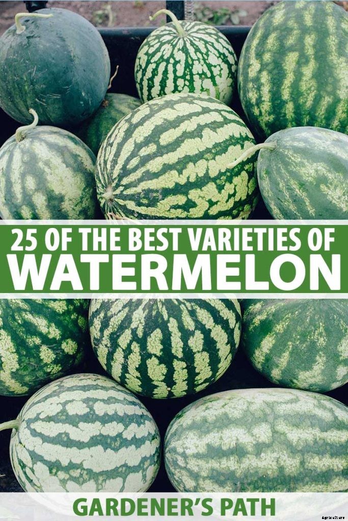 25 of the Sweetest, Juiciest Watermelon Varieties You Can Grow