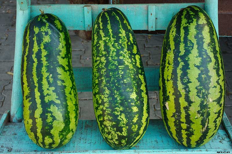 25 of the Sweetest, Juiciest Watermelon Varieties You Can Grow