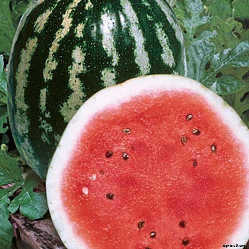 25 of the Sweetest, Juiciest Watermelon Varieties You Can Grow
