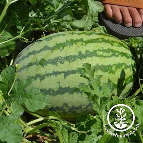 25 of the Sweetest, Juiciest Watermelon Varieties You Can Grow