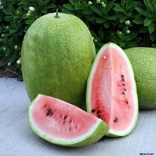 25 of the Sweetest, Juiciest Watermelon Varieties You Can Grow