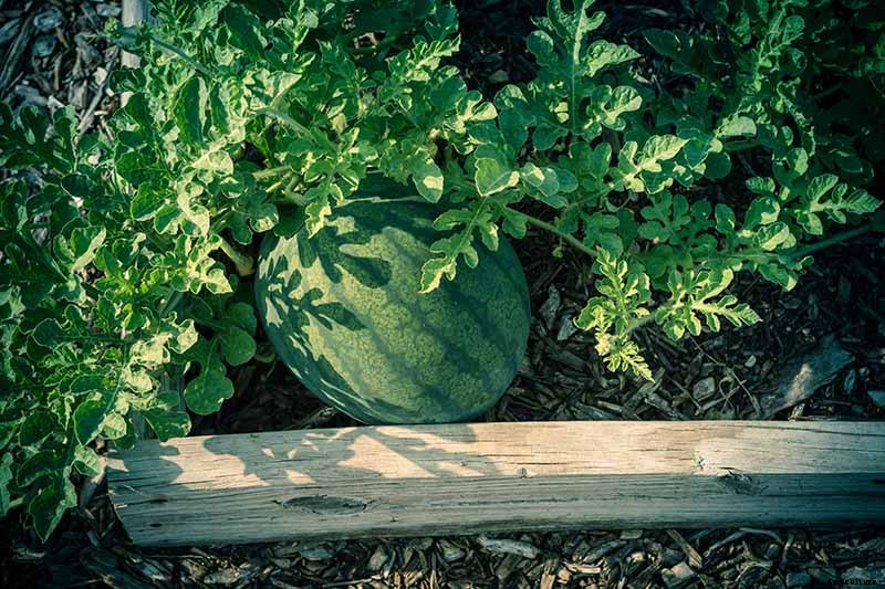 25 of the Sweetest, Juiciest Watermelon Varieties You Can Grow
