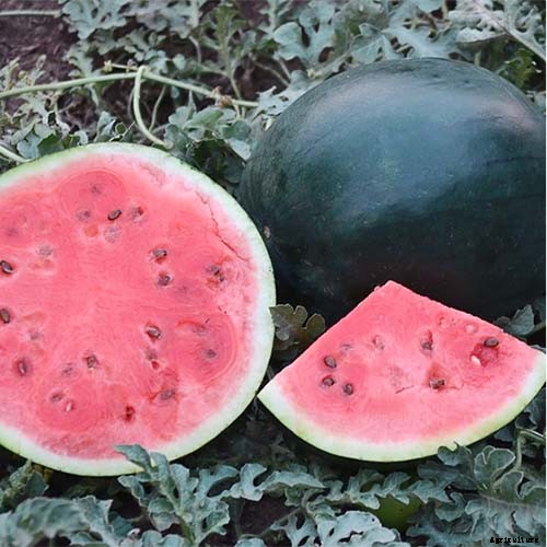 25 of the Sweetest, Juiciest Watermelon Varieties You Can Grow