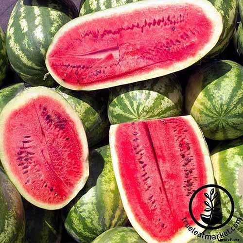 25 of the Sweetest, Juiciest Watermelon Varieties You Can Grow