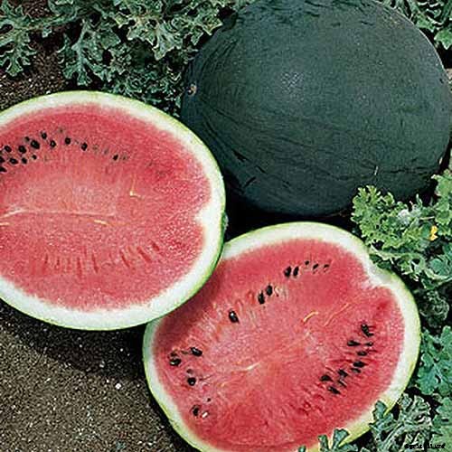 25 of the Sweetest, Juiciest Watermelon Varieties You Can Grow