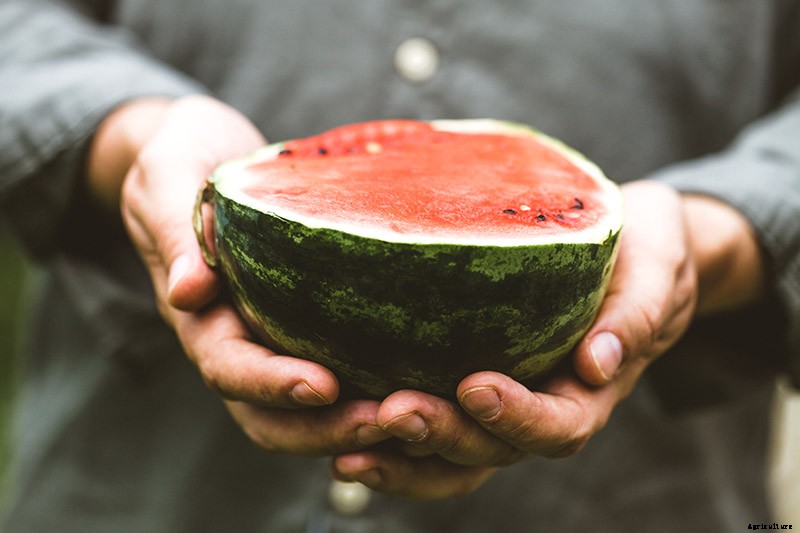 25 of the Sweetest, Juiciest Watermelon Varieties You Can Grow